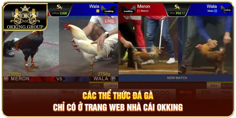 các thể thức đá gà