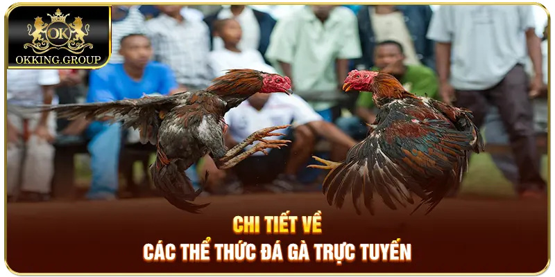 Chi tiết về các thể thức đá gà trực tuyến