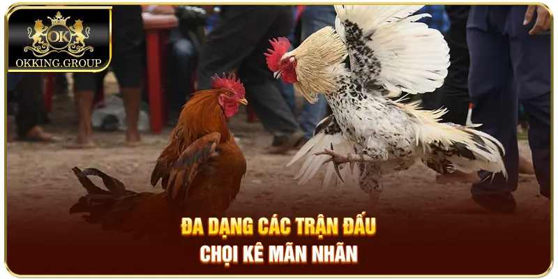 Đa dạng các trận đấu chọi kê mãn nhãn