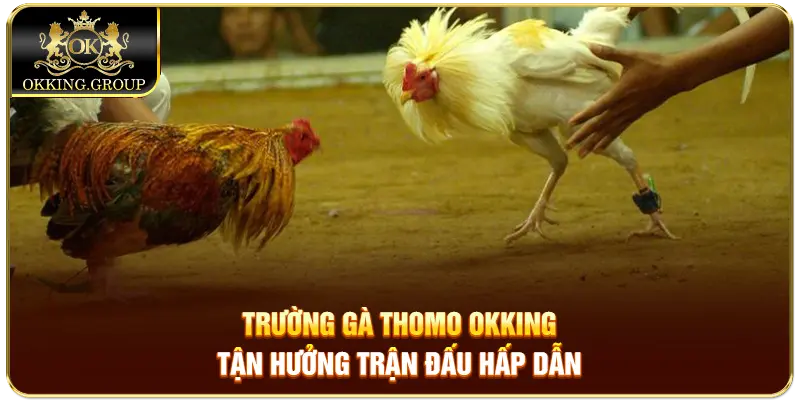 trường gà thomo