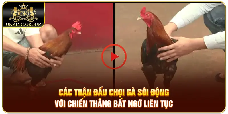 Các trận đấu chọi gà sôi động với chiến thắng bất ngờ liên tục